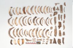 Foto von Tierknochenkonvolut (NHMW-PRAE-003518)